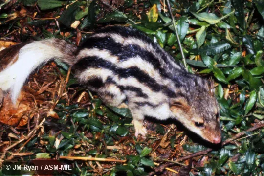 Galidictis fasciata fasciata.  Also as Broad-striped Malagasy Mongoose · Broad-striped Vontsira|Vontsira Fotsy|Bakiaka Betanimena|Bakiaka Belemboka.