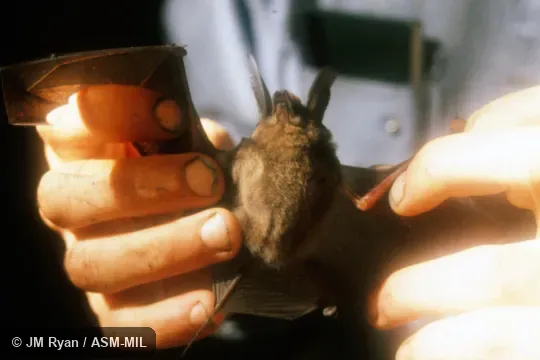 Also as Madagascar Sucker-footed Bat.