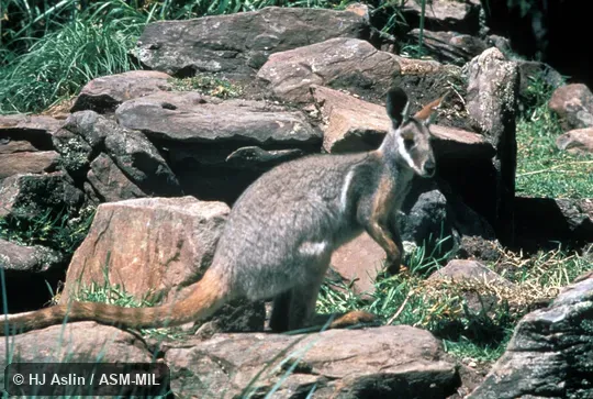 Side view. Also as Ring-tailed Rock Wallaby. Side view. Also as Ring-tailed Rock Wallaby.
