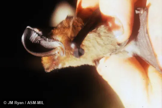Also as Madagascar Sucker-footed Bat.