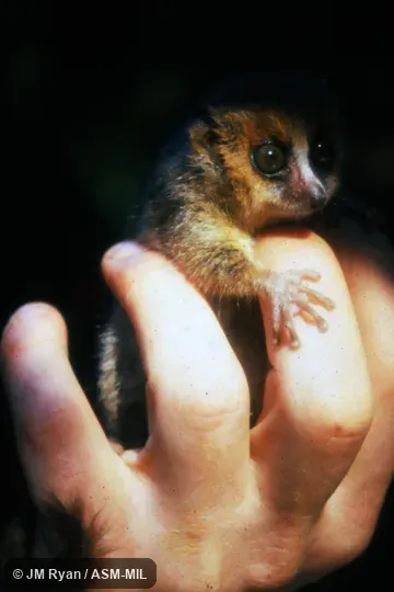 Also as Eastern Rufous Mouse Lemur.