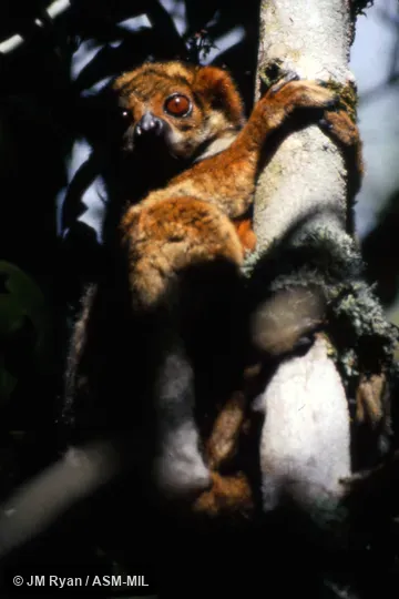 Also as Eastern Avahi|Gmelin's Woolly Lemur.