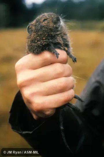 Also as Betsileo Short-tailed Rat|Lesser Short-tailed Rat.