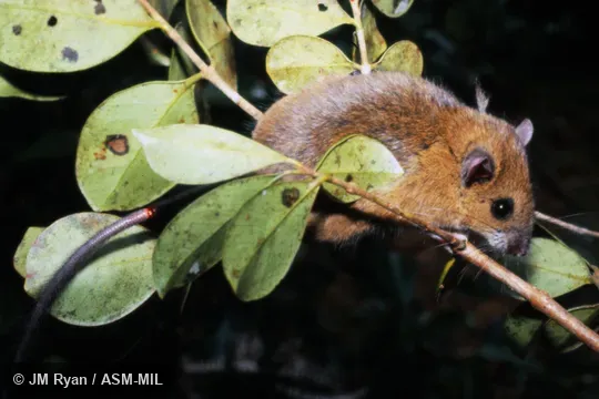 Also as Lesser Tuft-tailed Rat.