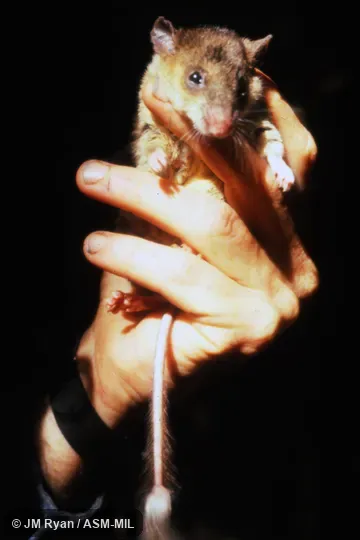 Also as Webb's Tuft-tailed Rat.