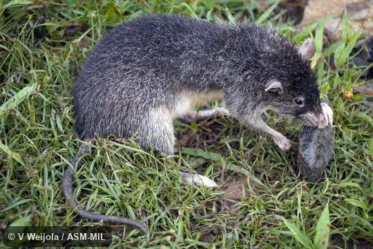 Holotype, PNGMAG 274363.  Also as Admiralties Rat.