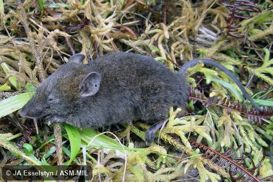 Also as Diurnal Sulawesi Shrew Rat|Sulawesi Shrew Rat.