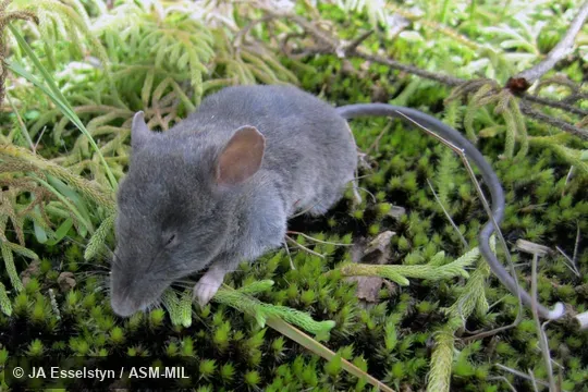 FMNH 213450. Also as Long-tailed Shrew Rat. FMNH 213450. Also as Long-tailed Shrew Rat.