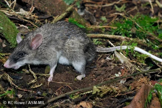 Also as Northern Sulawesi Echiothrix|Sulawesi Spiny Rat. Also as Northern Sulawesi Echiothrix|Sulawesi Spiny Rat.
