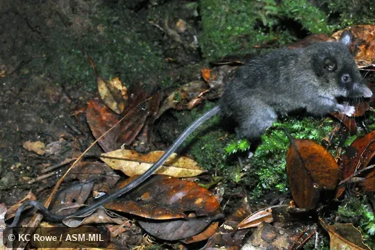 Also as Sommer's Rat.