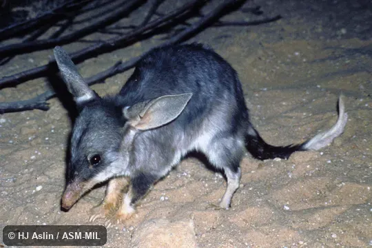 Oblique view of captive from Warburton Range, W Australia.  Also as Bilby|Dalgyte|Greater Rabbit-eared Bandicoot|Pinkie|Rabbit Bandicoot.
