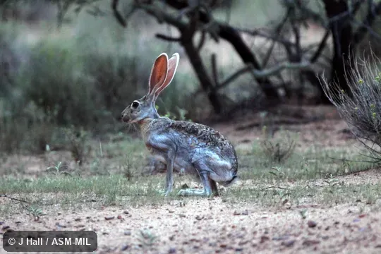 Lepus alleni alleni.  Also as Allen's Hare, Allen's Jackrabbit, Blanket Jak, Burro Jack, Jackass Rabbit, Mexican Jackrabbit, Saddle Jack, Wandering Jackrabbit.