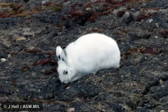 Lepus arcticus arcticus.  Also as American Arctic Hare, Canadian Arctic Hare, Labrador Hare, Greenland Hare, Polar Hare.