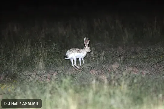 Lepus callotis gaillardi.  Also as Beautiful-eared Jackrabbit|Gaillard Jackrabbit|Snow Sides.