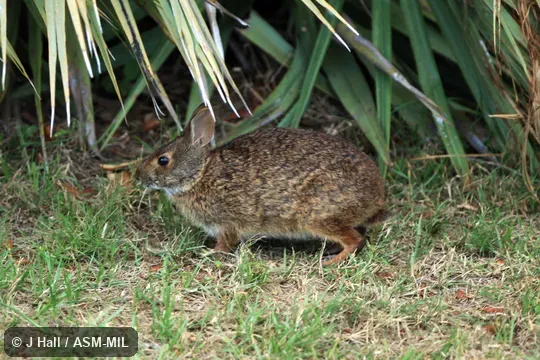 Sylvilagus palustris paludicola.