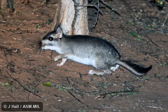 Also as Argentine Plains Viscacha|Plains Viscacha.