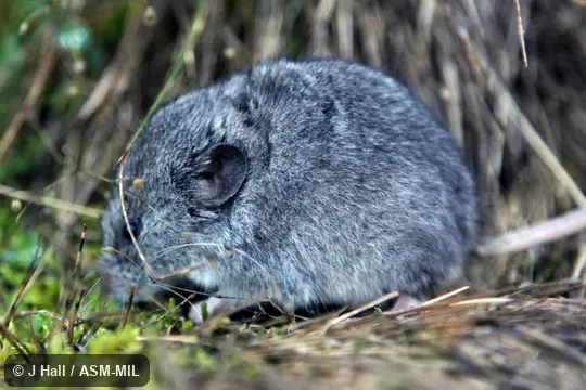 Also as Martino's Snow Vole|Balkan Snow Vole.