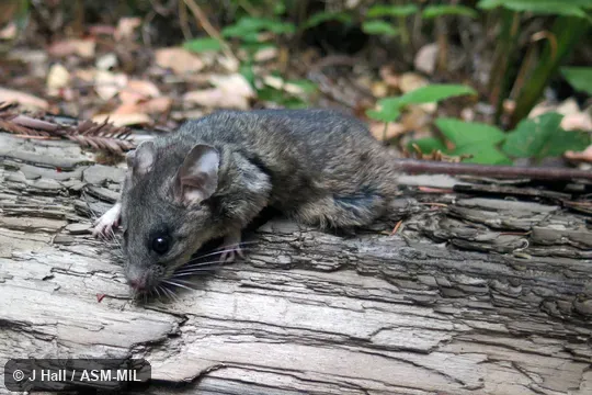 Also as California Mouse. Also as California Mouse.