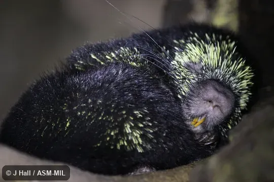 Formerly as Sphiggurus mexicanus.  Also as Mexican Hairy Dwarf Porcupine, Mexican Porcupine, Mexican Tree Porcupine.