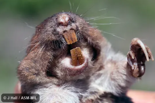 Also as Mississippi Valley Pocket Gopher.