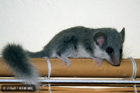 Also as Noack's African Dormouse|Small-eared African Dormouse|Woodland Dormouse.