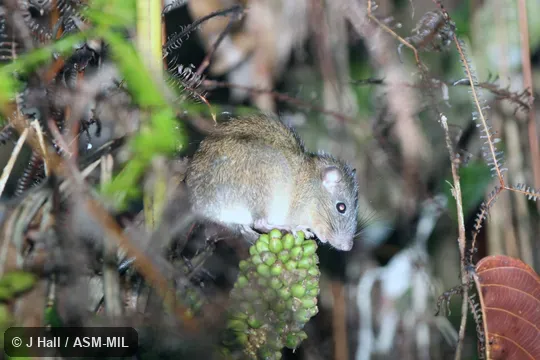 Formerly Lenothrix canus. Also as Sundaic Lenothrix. Formerly Lenothrix canus. Also as Sundaic Lenothrix.