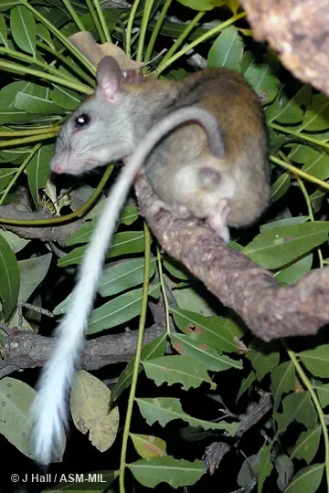 Also as Golden-backed Mesembriomys.