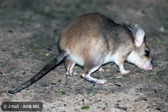 Also as Votsovotsa, Malagasy Giant Jumping Rat.