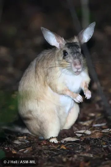Also as Votsovotsa, Malagasy Giant Jumping Rat.