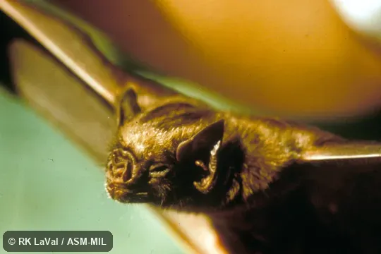 Close-up of head, oblique view. Formerly Diaemus youngi. Close-up of head, oblique view. Formerly Diaemus youngi.