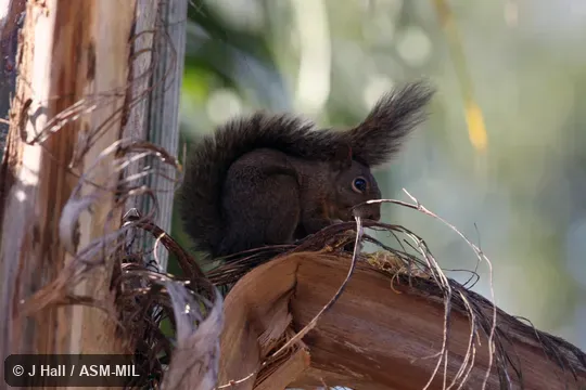 Also as Guerlinguetus brasiliensis.