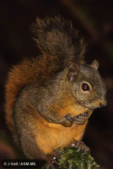 Also as Notosciurus granatensis or Syntheosciurus granatensis.