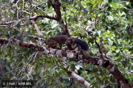 Also as African Giant Squirrel. Also as African Giant Squirrel.