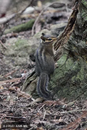 Formerly Tamias ochrogenys.  Also as Redwood Chipmunk.
