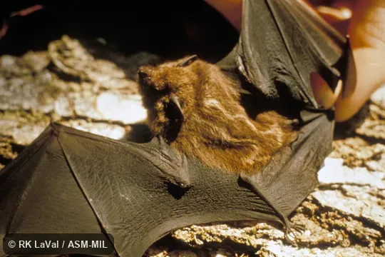 Dorsal view, showing face.  Also as Brown White-lined Bat|Lesser White-lined Bat.