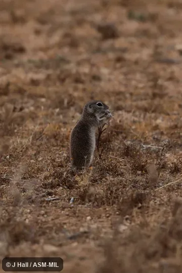 Formerly Spermophilus (Xerospermophilus) mohavensis.