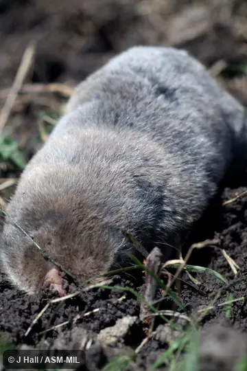 Formerly part of Spalax leucodon and then Nannospalax leucodon, Lesser Blind Mole-rat.