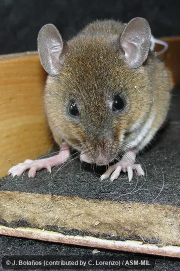 Collected at Mexico, Chiapas, Cintalapa municipality, 29. 4 km NW Cintalapa, Zona de Aprovechamiento Forestal los Ocotones, 1067 m, 16.770 ° N, 93.99° W. Formerly Oryzomys rostratus|Handleomys rostratus. Also as Long-nosed Oryzomys. Collected at Mexico, Chiapas, Cintalapa municipality, 29. 4 km NW Cintalapa, Zona de Aprovechamiento Forestal los Ocotones, 1067 m, 16.770 ° N, 93.99° W. Formerly Oryzomys rostratus|Handleomys rostratus. Also as Long-nosed Oryzomys.