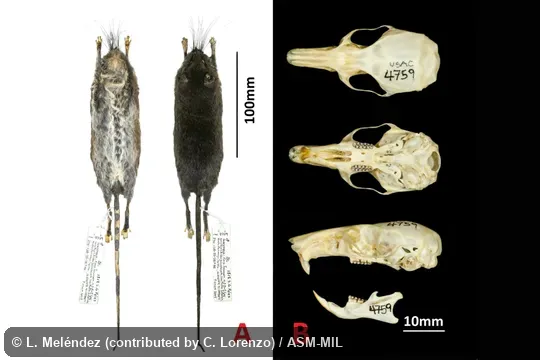Skin and skull of holotype, USAC 4759/MVZ 223293, collected at Guatemala, Huehuetenango, San Mateo Ixtatan municipality, 10.3 km E Aldea Yalambojoch, Finca Ixcansán, 1,647 m, 16.00614°N, 91.49988°W Skin and skull of holotype, USAC 4759/MVZ 223293, collected at Guatemala, Huehuetenango, San Mateo Ixtatan municipality, 10.3 km E Aldea Yalambojoch, Finca Ixcansán, 1,647 m, 16.00614°N, 91.49988°W