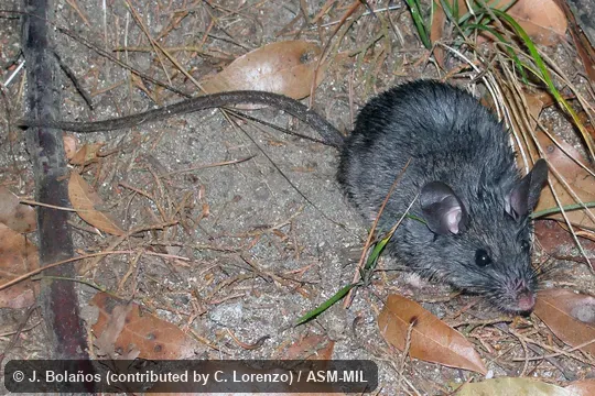 Paratype. Formerly Peromyscus guatemalensis. Paratype. Formerly Peromyscus guatemalensis.
