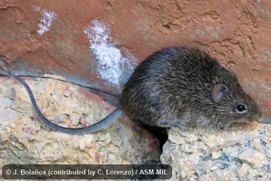 Collected at Mexico, Chiapas, Cintalapa municipality, 29. 4 km NW Cintalapa, Zona de Aprovechamiento Forestal los Ocotones, 1067 m, 16.770 ° N, 93.99° W