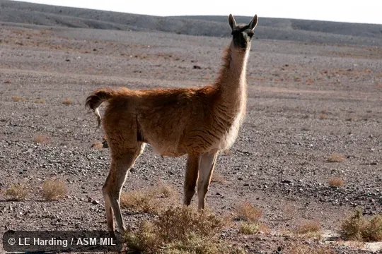Single animal standing in sparse habitat, Atacama desert.  Formerly Lama glama guanicoe.