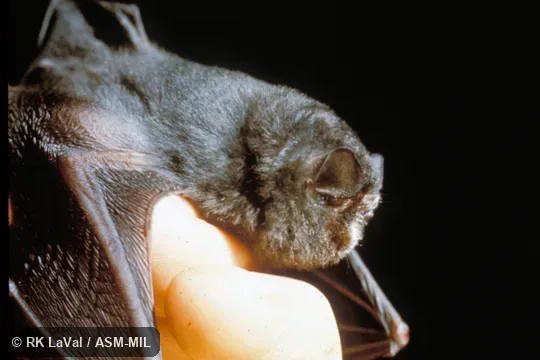 Side view.  Also as Smoky Bat.