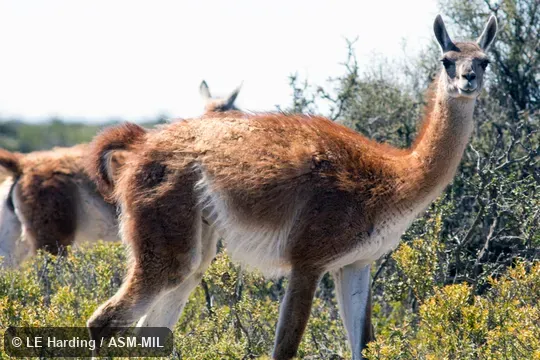Single animal standing in coastal shrub habitat with others behind it.  Formerly Lama glama guanicoe.