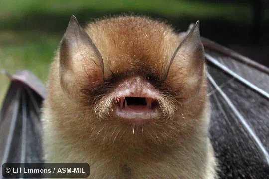 Formerly as Natalus stramineus espiritosantensis.