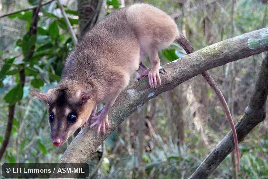 Formerly part of Metachirus nudicaudatus.