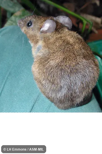 Formerly as Oryzomys acritus. Also as Bolivian Hylaeamys. Formerly as Oryzomys acritus. Also as Bolivian Hylaeamys.