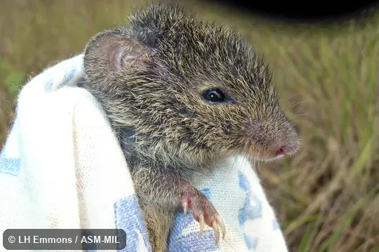 Also as Huanchaca Akodont. Also as Huanchaca Akodont.