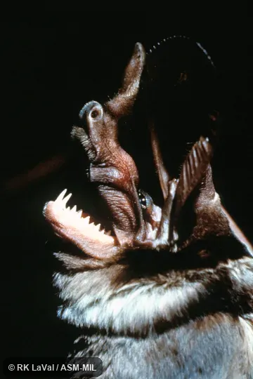 Close-up side view of head. Also as Giant Mastiff Bat|Large-eared Free-tailed Bat|Martienssen’s Free-tailed Bat|Martienssen Bat|Martienssen’s Big-eared Bulldog Bat. Close-up side view of head. Also as Giant Mastiff Bat|Large-eared Free-tailed Bat|Martienssen’s Free-tailed Bat|Martienssen Bat|Martienssen’s Big-eared Bulldog Bat.