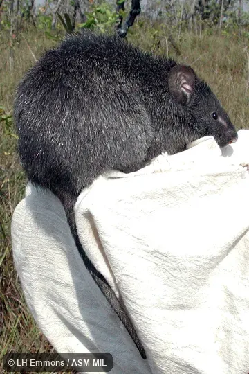 Also as Woolly Kunsia.